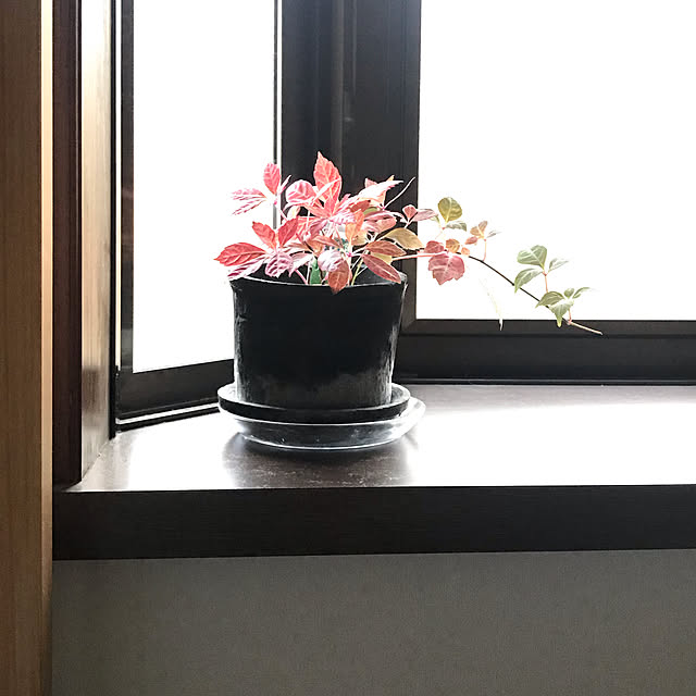 marucoさんの実例写真
