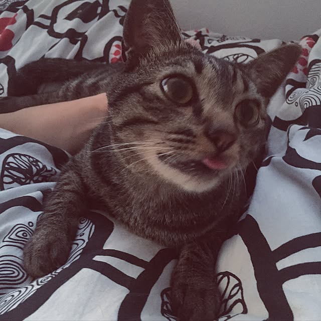 nyan.73さんの実例写真