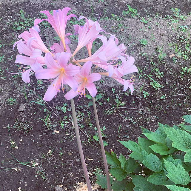 maymamさんの実例写真