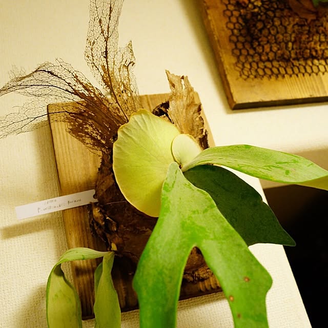 S-Tillandsiaさんの実例写真