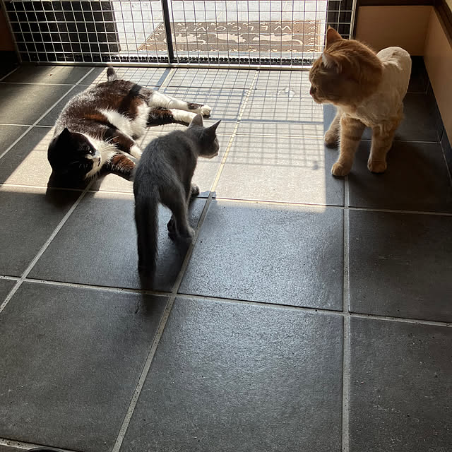 nekoさんの部屋