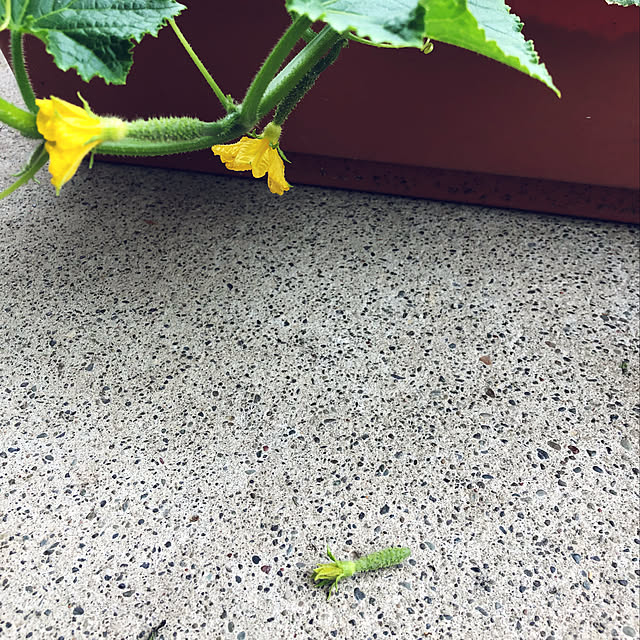 keiko.goma.3571さんの実例写真