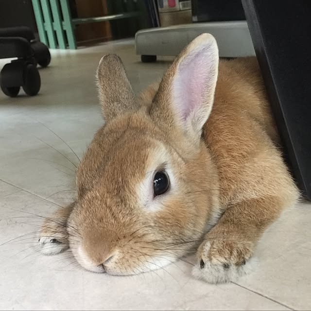Eikoさんの実例写真