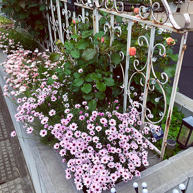 tomoさんの実例写真