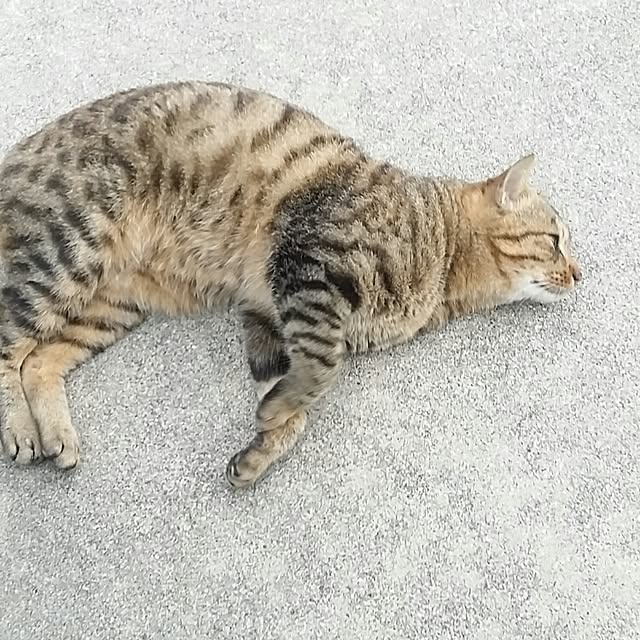 lemoned1126さんの実例写真