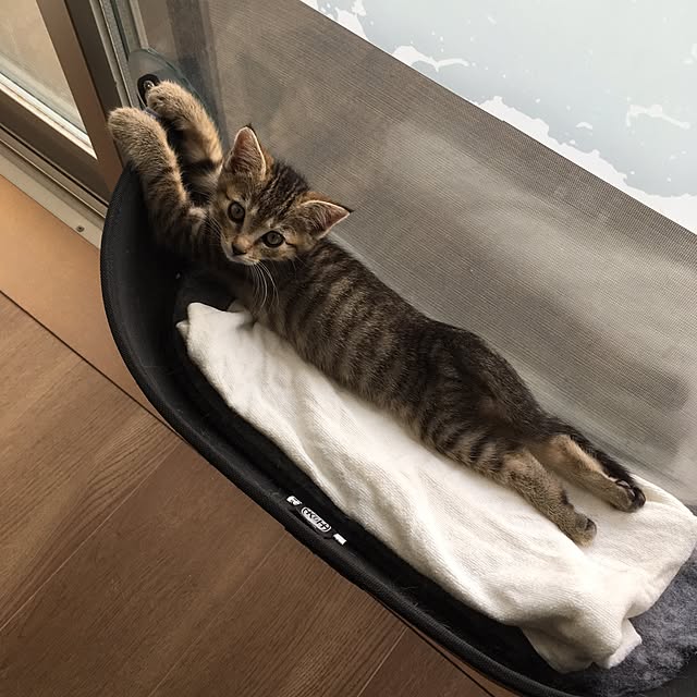 mikomaruさんの実例写真