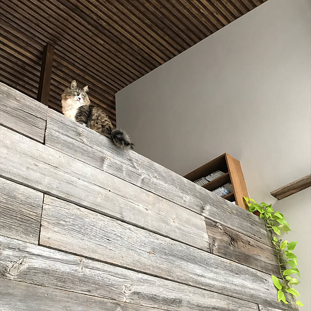 micさんの実例写真