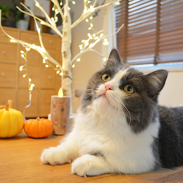 honoさんの実例写真