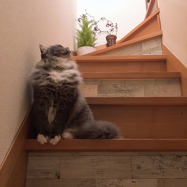 mii-tanさんの実例写真