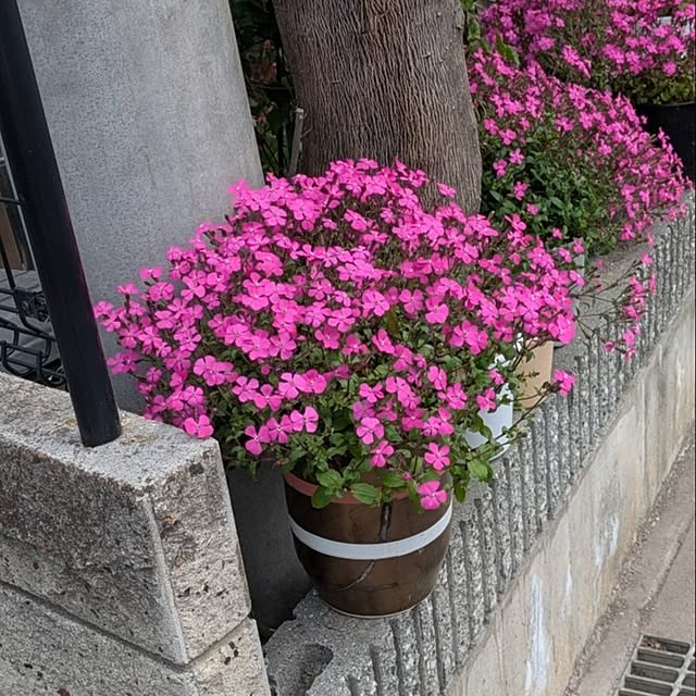 minnieさんの部屋