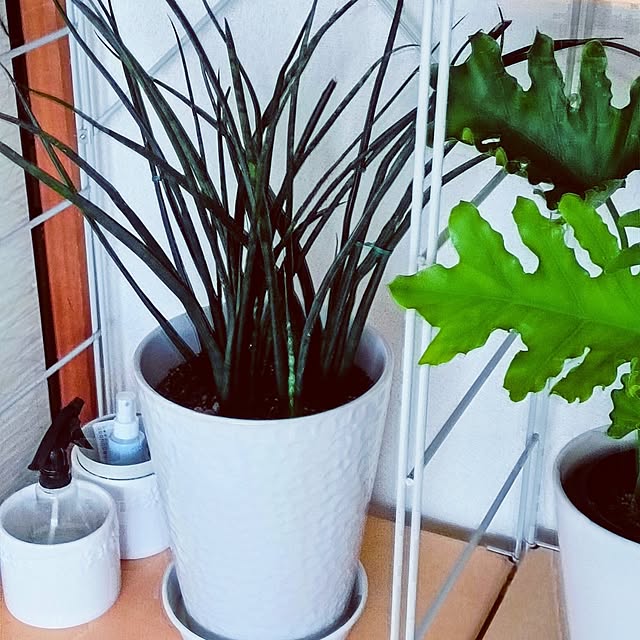 hanachanさんの部屋