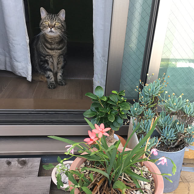 mikomaruさんの実例写真