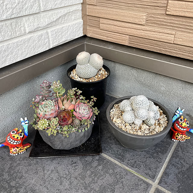 玄関/入り口/庭/多肉植物/花壇ＤＩＹのインテリア実例 - 2024-05-24 19:04:12