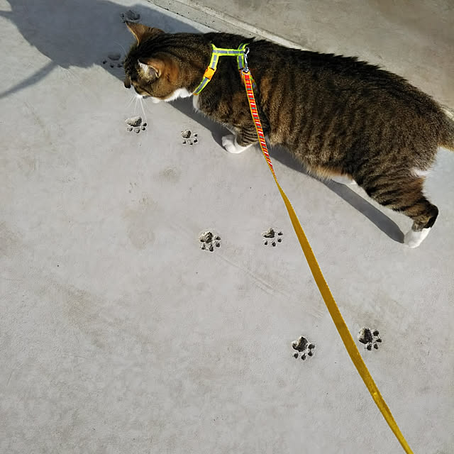 shiiiさんの実例写真