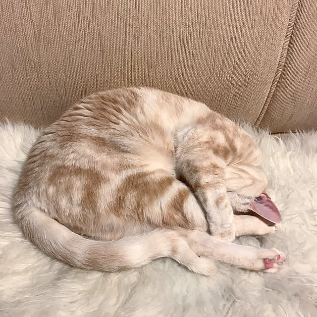 hiyupan88さんの実例写真