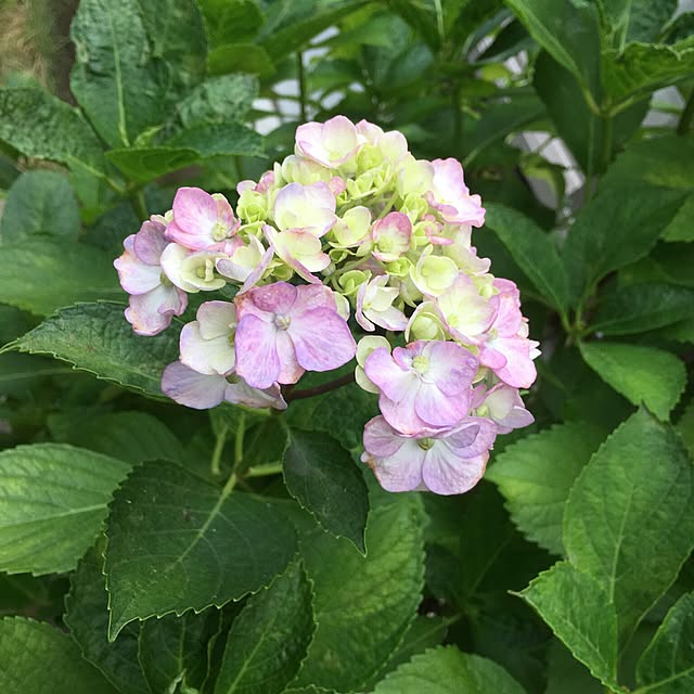 4-cloverさんの実例写真