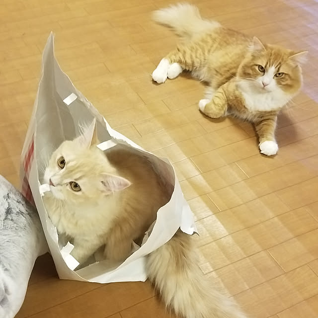 shimaさんの実例写真