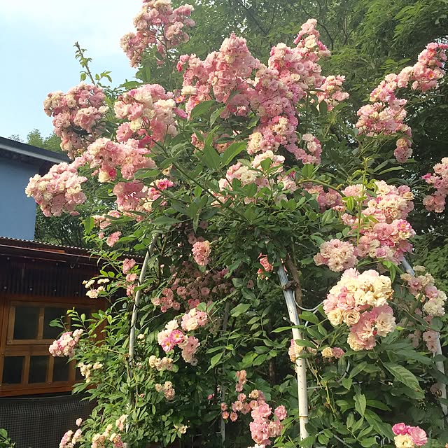 Naomiさんの実例写真