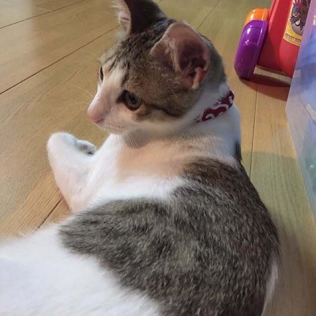 eucharisさんの実例写真