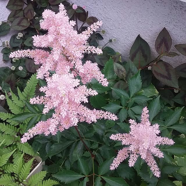 yukkoさんの実例写真
