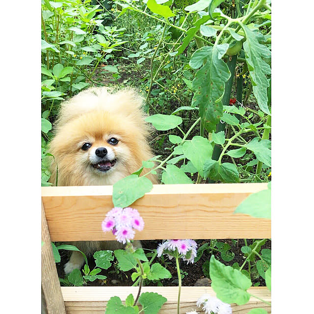 naho81078さんの実例写真