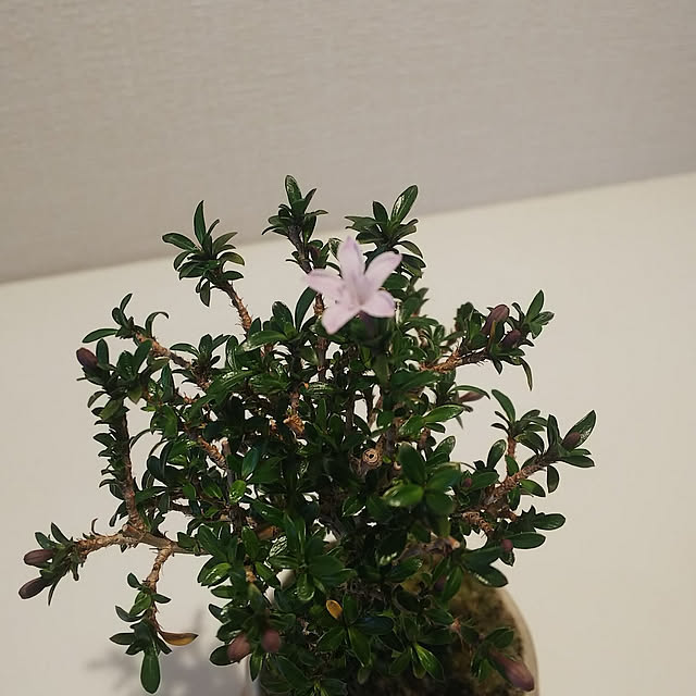 Mamiさんの実例写真
