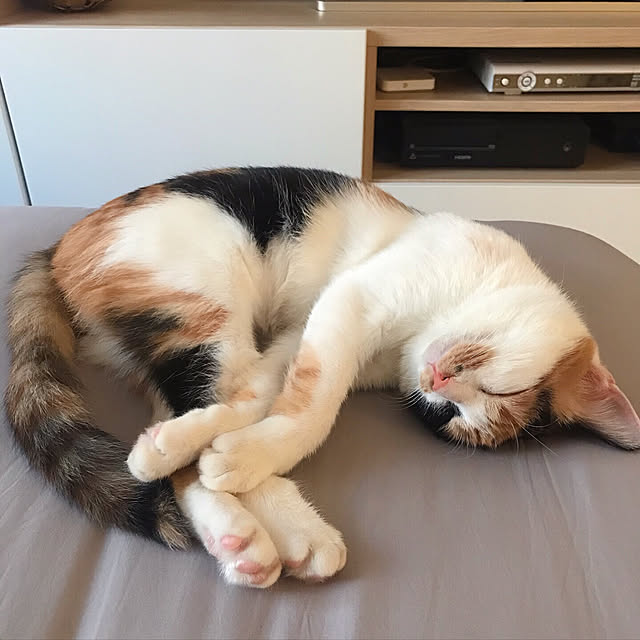実例写真