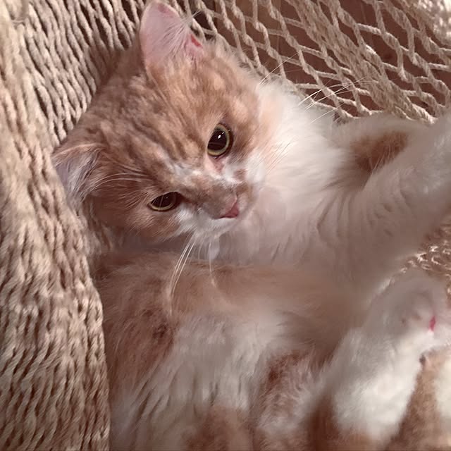 maruさんの実例写真