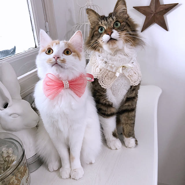 yuchiさんの実例写真