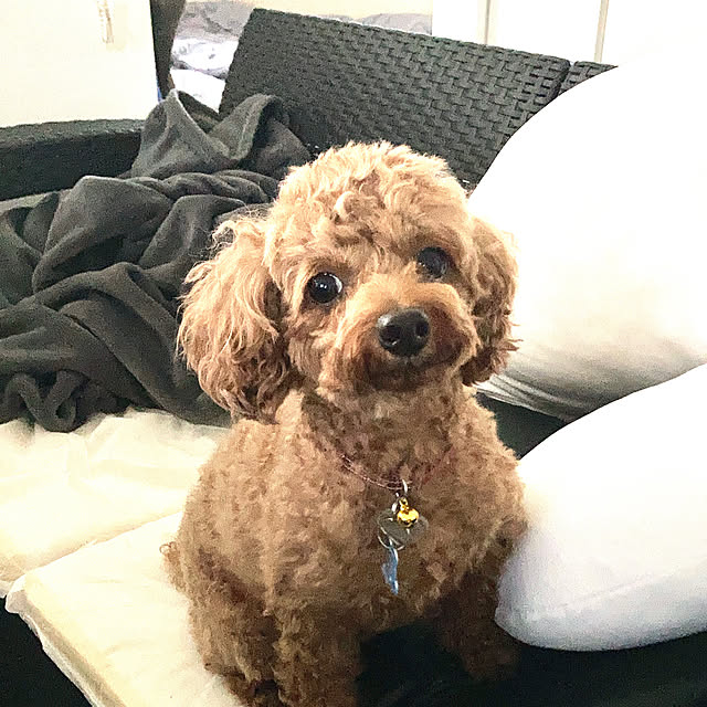 MOMOMAMAさんの実例写真