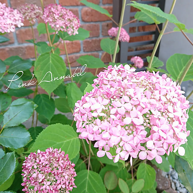 fleur-mamanさんの実例写真