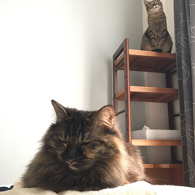 mikomaruさんの実例写真