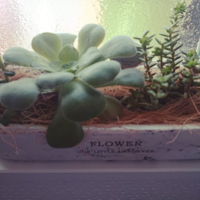 yoppさんの実例写真