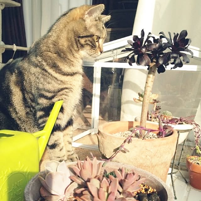 mikomaruさんの実例写真