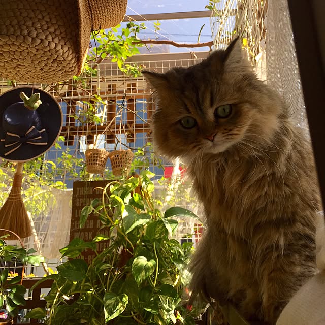 butachanさんの実例写真
