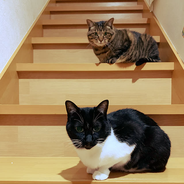 mohimikanさんの実例写真
