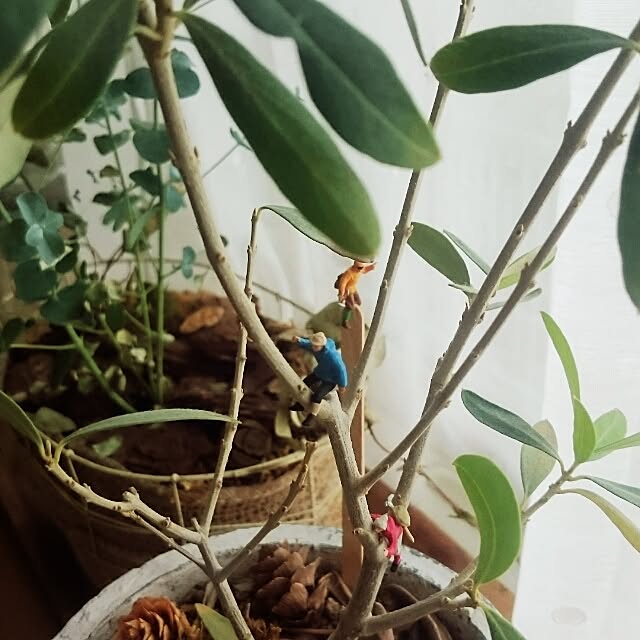 poyocoさんの実例写真