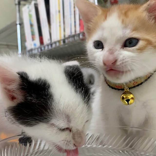 実例写真
