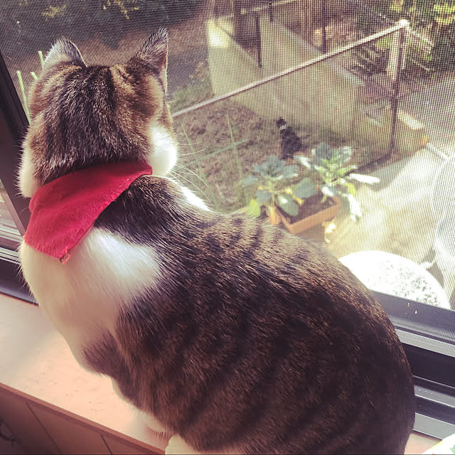 jijiさんの実例写真
