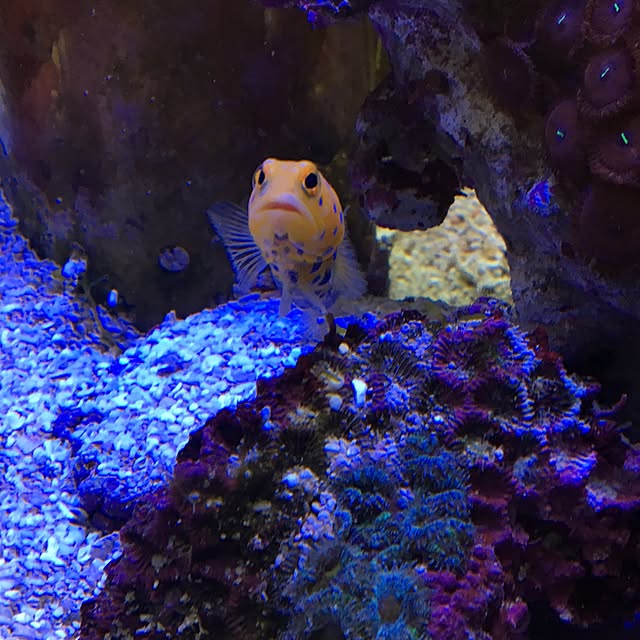 aquarium_seaさんの実例写真