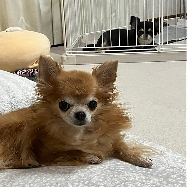 koroさんの部屋