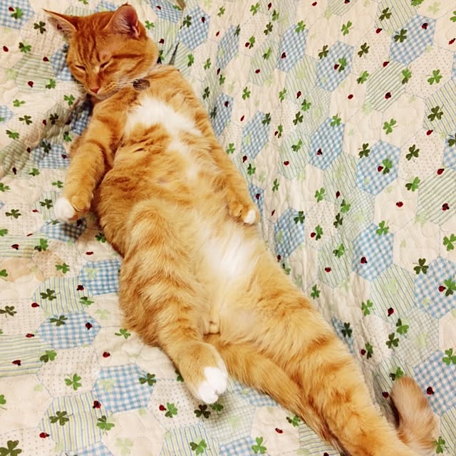 ayakaさんの実例写真