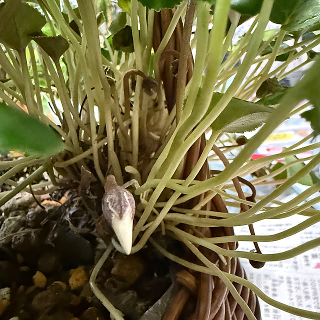 Aqettyさんの部屋