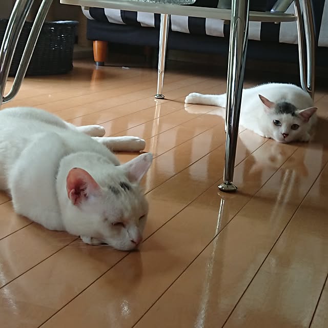 Macyuさんの実例写真