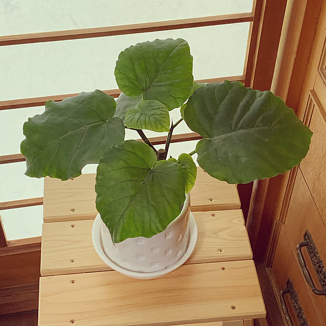 Yuki1120さんの実例写真