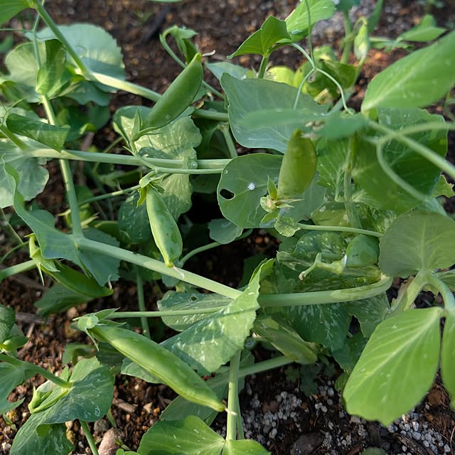 fuchan0930さんの部屋