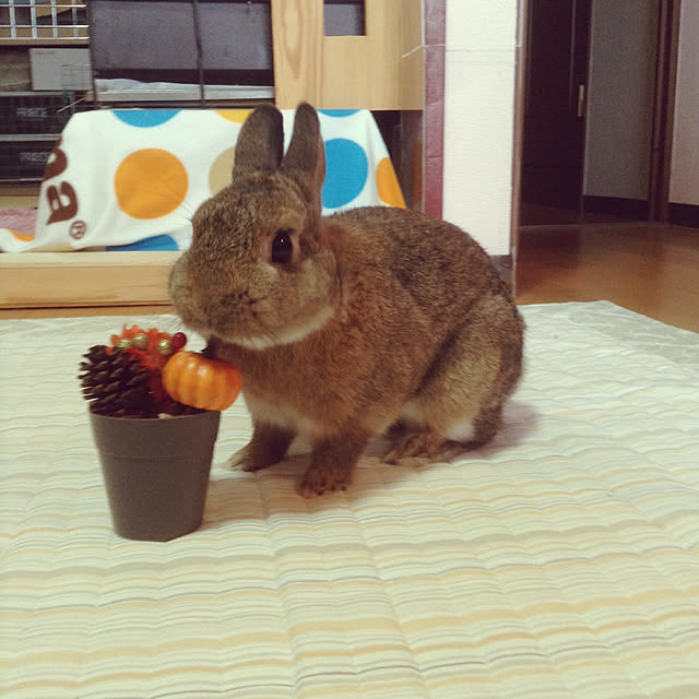 yuzu0223さんの実例写真