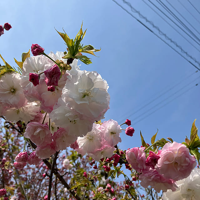 実例写真