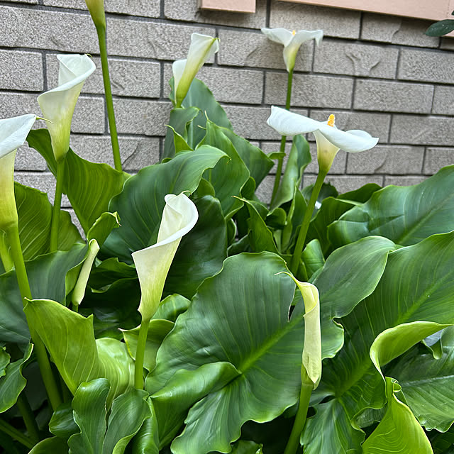 botanさんの部屋