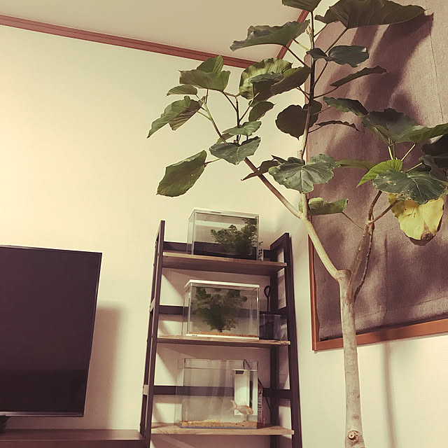 Sayakoさんの実例写真